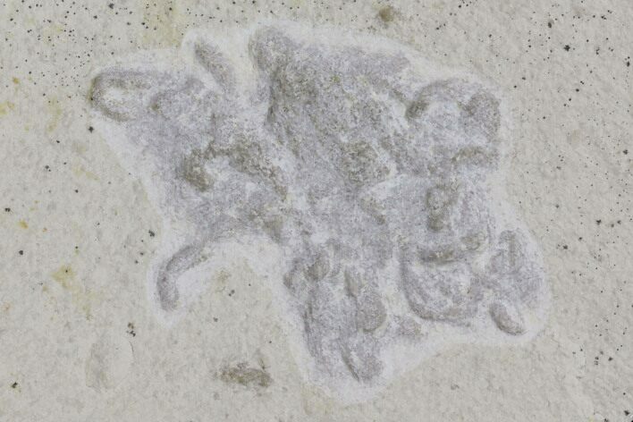 Jurassic Fish Coprolite (Fish Poop) - Solnhofen Limestone #96922